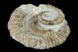 Double Aegocrioceras Ammonite - Germany #139142-2